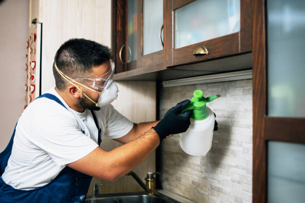 Best Rat Extermination Near Me  in Piednt, MO