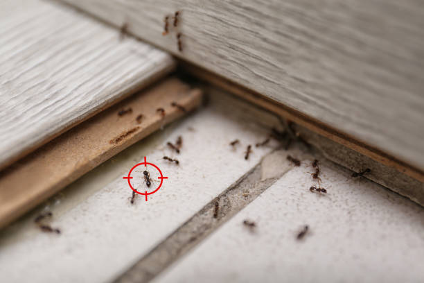 Wildlife Control Services in Piedmont, MO