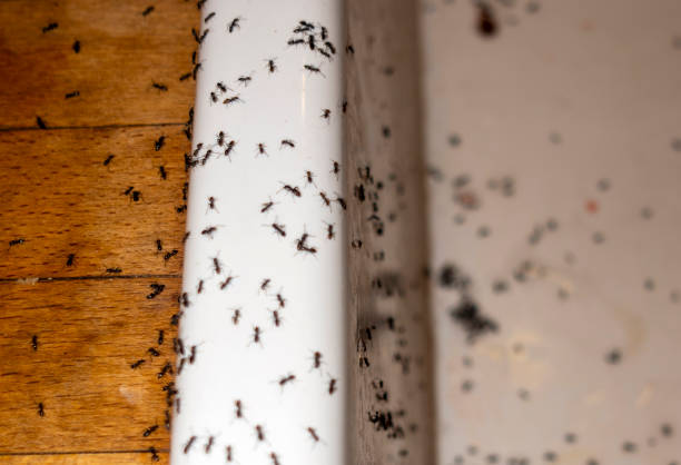 Best Best Pest Control Companies  in Piednt, MO